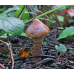 Мицелий Мокрухи пурпуровой / Мокруха слизистая (Chroogomphus rutilus)
